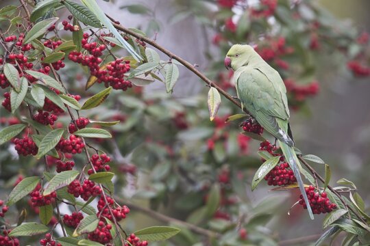 Rose-ringed parakeet (Psittacula krameri) in a fruit-bearing loquat bush, Rhineland-Palatinate, Germany