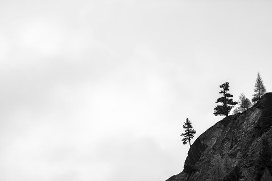 Single trees on rocky ridge in backlight, Pfossental, Merano, Vinschgau, South Tyrol, Italy