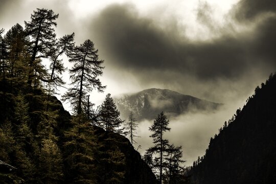 Single trees on rocky ridge in backlight with threatening cloudy sky, Pfossental, Merano, Vinschgau, South Tyrol, Italy