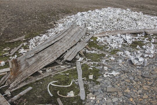 Former whaling station Bamsebu in Bellsund, decayed wooden boat and whale bones, Spitsbergen, Norway