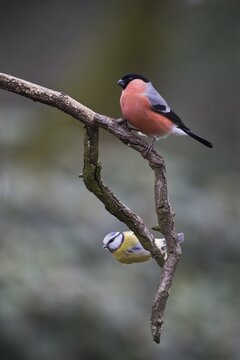 Eurasian bullfinch (Pyrrhula pyrrhula) and Blue Tit (Parus caerulea), Emsland, Lower Saxony, Germany