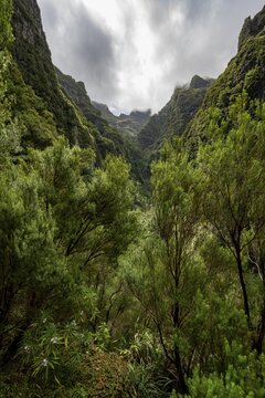View of steep forested cloud-covered mountains, Levada do Caldeir&atilde;o Verde, Parque Florestal das Queimadas, Madeira, Portugal