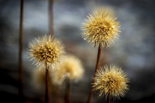 Withered mountain flower with dewdrops, St Moritz, Engadin, Grisons, Switzerland