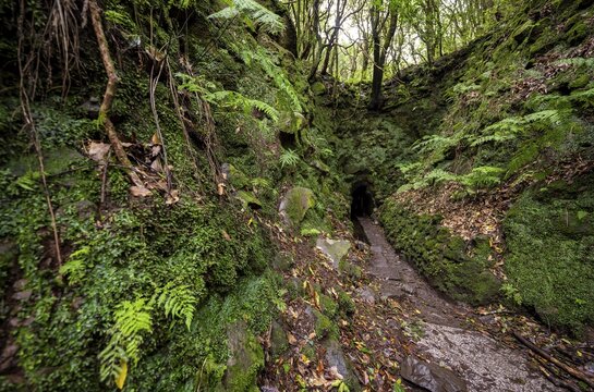 Hiking trail leading into a tunnel, in dense forest with ferns and moss, Levada do Caldeir&atilde;o Verde, Parque Florestal das Queimadas, Madeira, Portugal