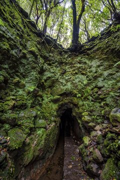 Hiking trail, entrance to a tunnel, in dense forest with moss and ferns, Levada do Caldeir&atilde;o Verde, Parque Florestal das Queimadas, Madeira, Portugal