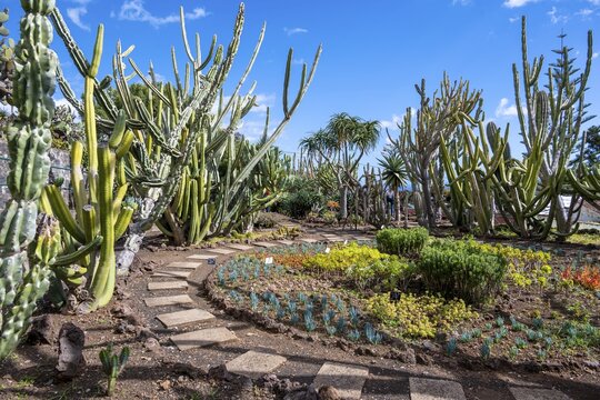 Cacti in the Funchal Botanical Garden, Jardim Botanico, Madeira, Portugal