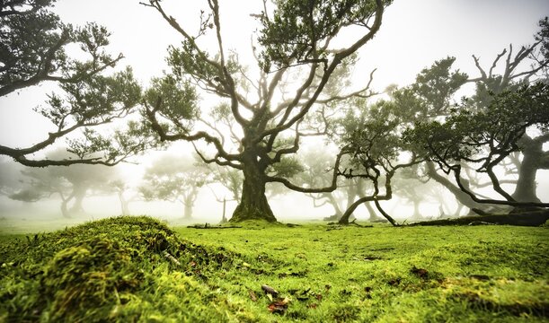 Laurel trees overgrown with moss and plants in the mist, Old laurel forest, stinkwood (Ocotea foetens), Laurisilva, UNESCO World Heritage Site, Fanal, Madeira, Portugal