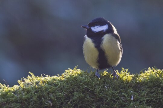 Great Tit (Parus major), Emsland, Lower Saxony, Germany