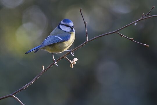 Blue Tit (Parus caerulea), Emsland, Lower Saxony, Germany
