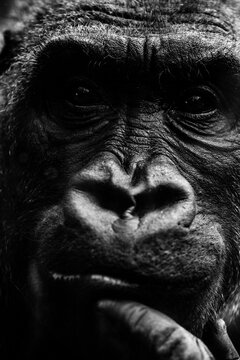 Gorillas (Gorilla) portrait, Munich, Bavaria, Germany