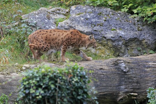 Carpathian lynx (Lynx lynx carpathicus), adult, running, stalking, Bavarian Forest National Park, Germany