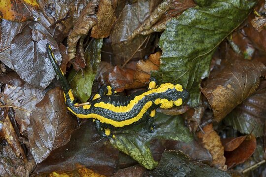 Fire salamander (Salamandra salamandra) in the forest habitat, Hesse, Germany