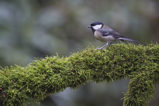 Great Tit (Parus major), Emsland, Lower Saxony, Germany