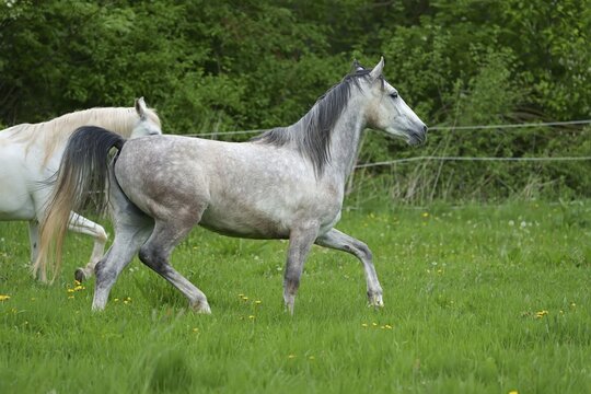 Horses, grey horse running, Hesse, Germany