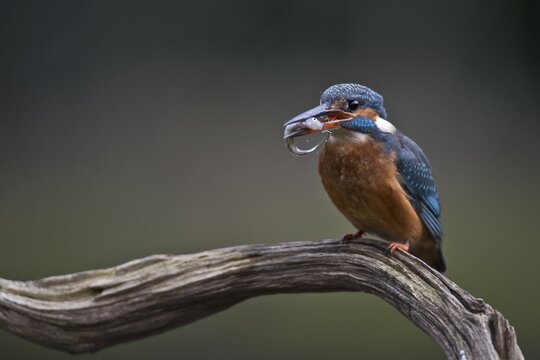 Common kingfisher (Alcedo atthis) with caught fish, Emsland, Lower Saxony, Germany