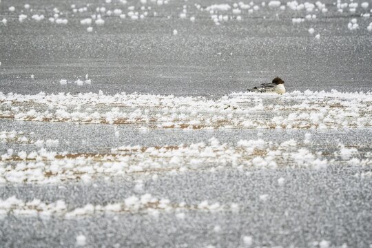 Common merganser (Mergus merganser) lying on rime-covered ice, Hesse, Germany