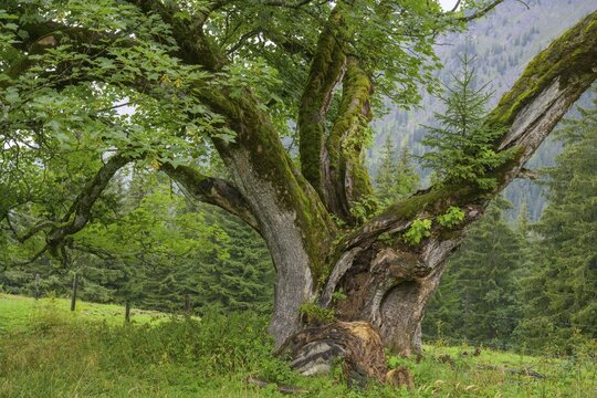 Old maple tree on which a spruce is growing, Johnsbach, Admont, Styria, Austria
