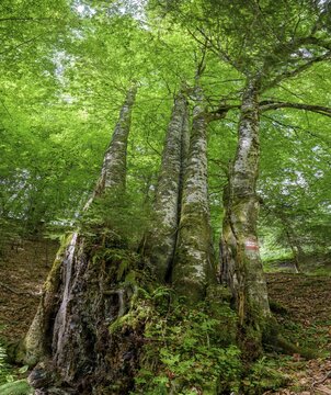 Five-beech with heavily weathered trunk, Johnsbach, Admont, Styria, Austria