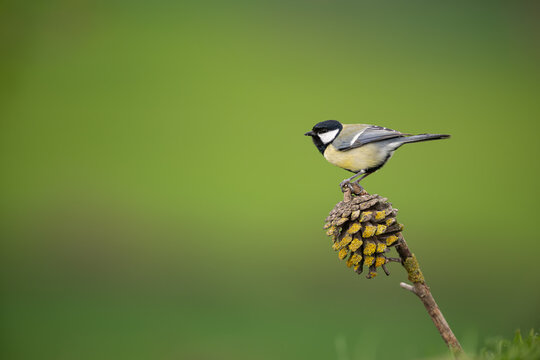 Great tit perched on pine cone with green natural background and copy space