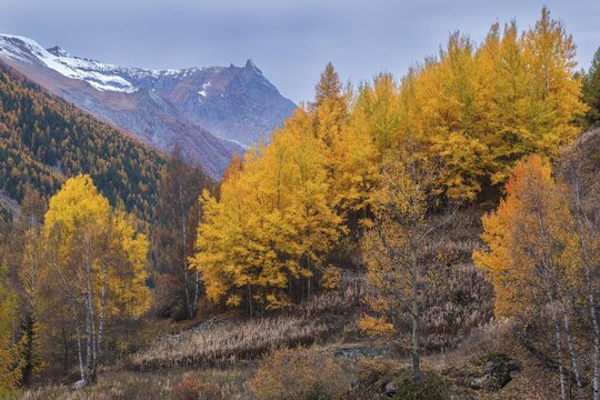 Autumn atmosphere, autumn coloured aspen and larch forest with fresh snow on the mountains, Gran Paradiso National Park, Aosta, Italy