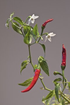 Birds eye chili (Capsicum frutescens), Lower Saxony, Germany