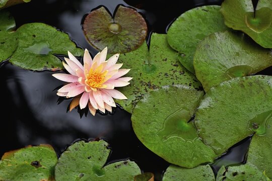 Water lily (Nymphaea), Switzerland