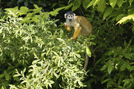 Black-capped squirrel monkey (Saimiri boliviensis), captive, Switzerland