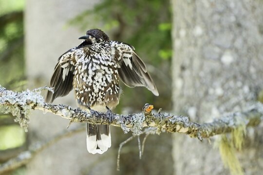 Spotted nutcracker (Nucifraga caryocatactes), juvenile shaking its wings sitting on a branch, Switzerland