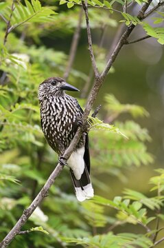 Spotted nutcracker (Nucifraga caryocatactes), sitting on branch, Switzerland