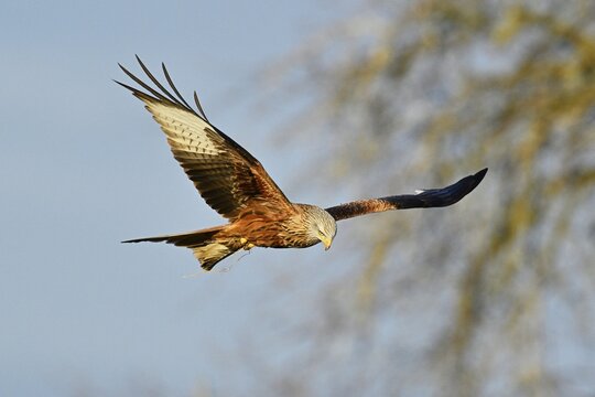 Red Kite (Milvus milvus), Red Kite, Forked Harrier, red kite, in departure from tree, Canton Aargau, Switzerland
