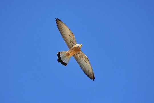 Lesser Kestrel (Falco naumanni), female in flight, Matera, Basilicata, Italy