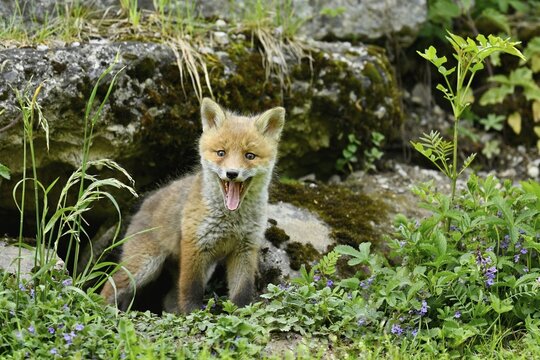 Young red fox (Vulpes vulpes), standing with open mouth in front of its hell, captive, Switzerland