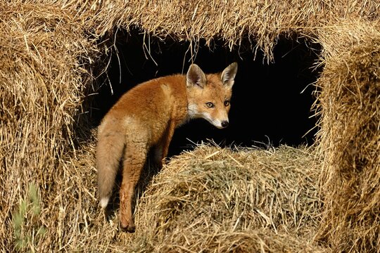 Young red fox (Vulpes vulpes), standing on piles of straw, captive, Switzerland