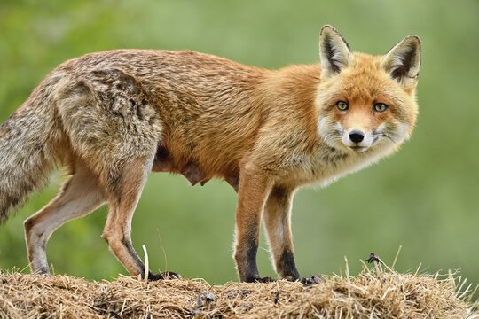 Red fox (Vulpes vulpes), fawn standing on pile of straw, captive, Switzerland