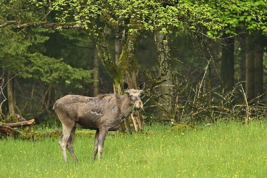 Elk (Alces alces), standing in meadow feeding, captive, Switzerland