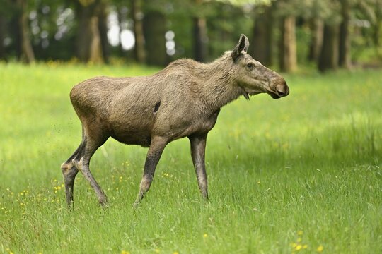Elk (Alces alces), standing in meadow, captive, Switzerland