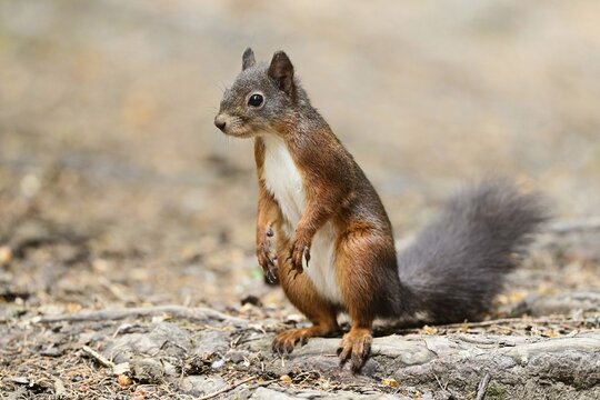 Eurasian red squirrel (Sciurus vulgaris), standing erect on the ground, Switzerland