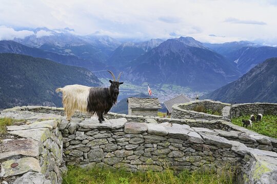 A Valais black-necked domestic goat (Capra aegagrus hircus), standing on a dry stone wall of a traditional enclosure, Belalp, Canton Valais, Switzerland