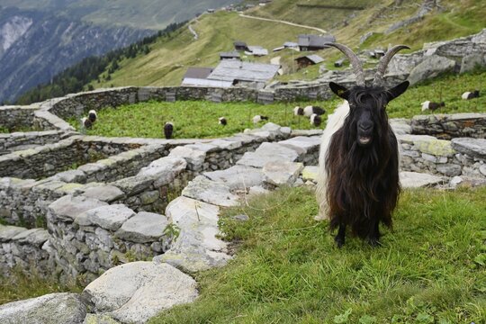 A Valais black-necked domestic goat (Capra aegagrus hircus) standing in a traditional enclosure made of dry stone walls, Belalp, Canton Valais, Switzerland