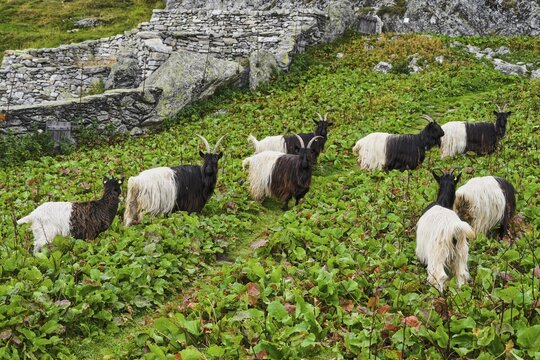 A herd of Valais black-necked domestic goat (Capra aegagrus hircus) standing in a traditional enclosure made of dry stone walls, Belalp, Canton Valais, Switzerland