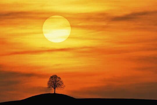 Setting sun over the silhouette of a lime tree (Tilia), Canton Zug, Switzerland