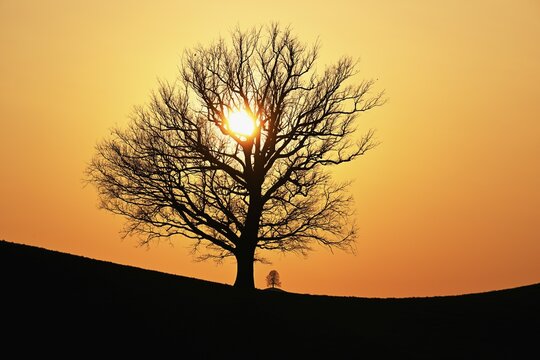 Silhouettes of an oak tree (Quercus), and a lime (Tilia), in drumlin landscape in the light of the setting sun, Hirzel, Canton Zurich, Switzerland
