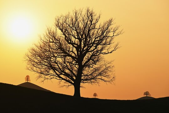 Silhouettes of an oak tree (Quercus), and lime trees (Tilia), in drumlin landscape in the light of the setting sun, Hirzel, Canton Zurich, Switzerland