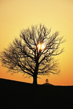 Silhouettes of an oak tree (Quercus), and a lime (Tilia), in drumlin landscape in the light of the setting sun, Hirzel, Canton Zurich, Switzerland