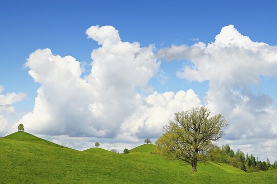 Moraine landscape, with lime trees (Tilia), leaf shoots on hill, sky with cumulus cloud (Cumulus), Hirzel, Canton Zurich