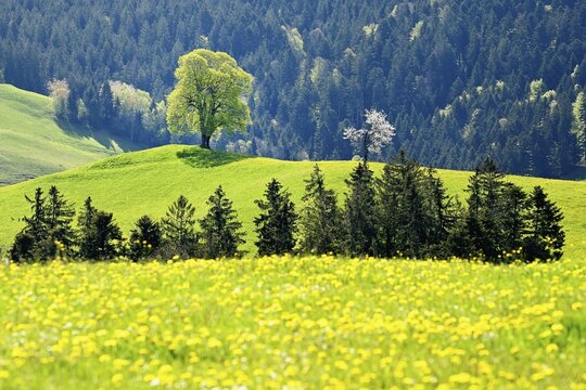 Solitary tree, linden tree (Tilia), in leaf bud on green meadow, Canton Zug, Switzerland