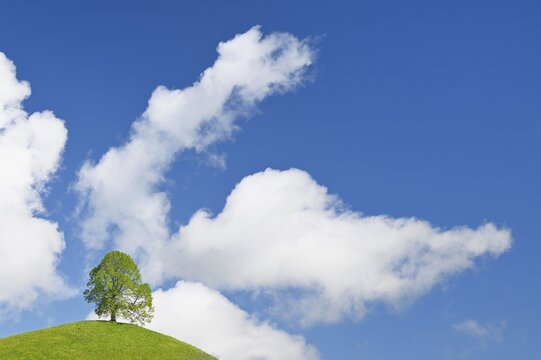 Solitary tree, lime tree (Tilia), leaf budding on green meadow, sky with cumulus cloud (Cumulus), Canton Zug, Switzerland