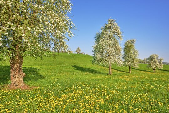 Flowering fruit trees, Alikon, Canton Aargau, Switzerland