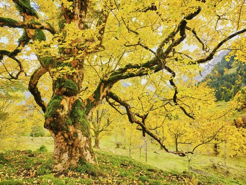 Old sycamore maple (Acer pseudo plantanus), in autumnal discolouration, Canton Glarus, Switzerland