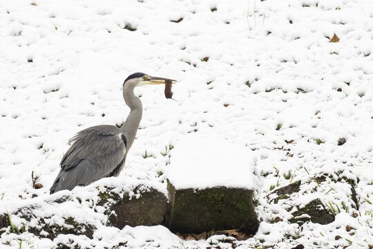 Grey heron (Ardea cinerea) with captured vole (Arvicolinae) in its beak, snow-covered ground, Hesse, Germany
